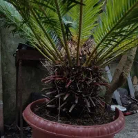 گل سیکاس|گل و گیاه طبیعی|شاندرمن, |دیوار