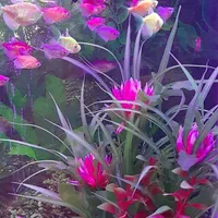 اکواریوم شرکتی شیشه خم