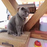 گربه اسکاتیش فولد