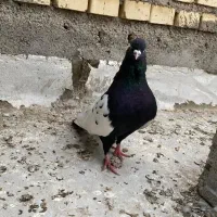 فروش کبوتر رنگی