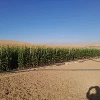 ذرت علوفه درجه ۱|عمده‌فروشی|شیروان (خراسان), |دیوار