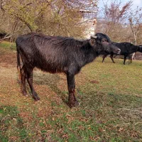 لیشه گاومیش