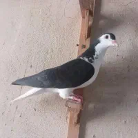 ساده سیاه