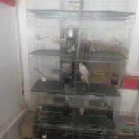عروس هلندی