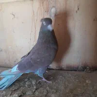 کفتر سرخ|پرنده|مشکین‌دشت, |دیوار