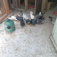 کفتر