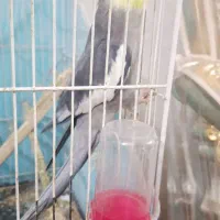 عروس هلندی|پرنده|مشهد, رضاییه|دیوار