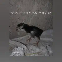 مرغ و خروس و جوجه و نوچه فروشی حراج|حیوانات مزرعه|زاهدان, |دیوار