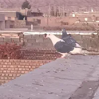 کفتر.کبوتر|پرنده|فردوس (خراسان), |دیوار