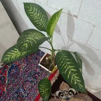 گل دیفن|گل و گیاه طبیعی|ایلام, |دیوار