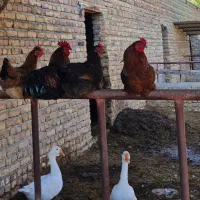 ۴ عدد خروس محلی و دو عدد قوغاز