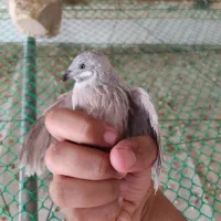 تخم نطفه دار بلدرچین مینیاتوری|حیوانات مزرعه|ابرکوه, |دیوار