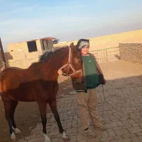 مادیون کرد رقاص