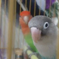 طوطی برزیلی مولد خاص و آلبینو جوجه وایت فیس