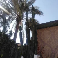 کاکتوس بزرگ قواره دار تمیز|گل و گیاه طبیعی|سعدآباد, |دیوار