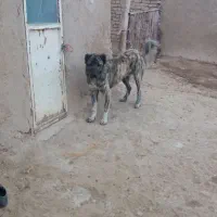 سگ گله|حیوانات|گل تپه, |دیوار