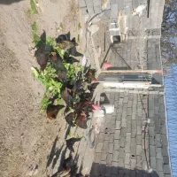 مرغ و خروس محلی جوان دستجرد