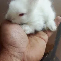 بچه خرگوش