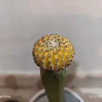 کاکتوس های کلکسیونی و کمیاب