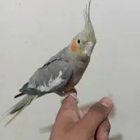 جوجه عروس هلندی