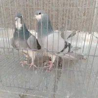 کبوتر سفید تهرانی مر شازده سوسکی سیاه کله دمگیر|پرنده|حبیب آباد, |دیوار