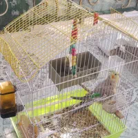 عروس هلندی|پرنده|گرمسار, |دیوار