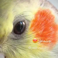 عروس هلندی|پرنده|زاهدان, |دیوار