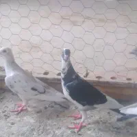 کفتر آلمانی
