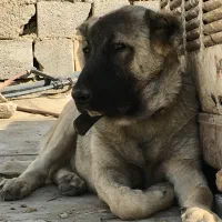 سگ سراب|سگ|چهاردانگه (تهران), |دیوار