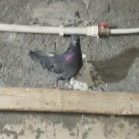 کفتر معاوضه|پرنده|یزد, |دیوار