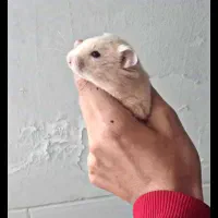 همستر|موش و خرگوش|بافق, |دیوار