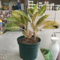 گلهای آپارتمانی|گل و گیاه طبیعی|فولادشهر, مسکن مهر فولادشهر|دیوار