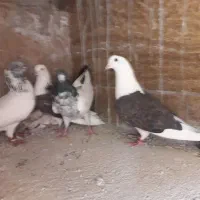 پنج عدد کبوتر پرشی