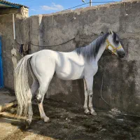 اسب سفید|اسب و تجهیزات اسبسواری|لنجان, |دیوار