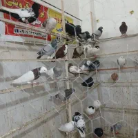 ۱۲عدد کبوتر رنگی پرشی