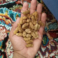 توت خشک امسالی درجه یک