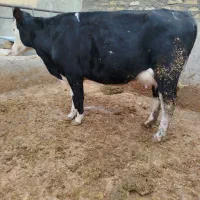 گاو شیری سمینتال تلیسه|حیوانات مزرعه|قزوین, |دیوار