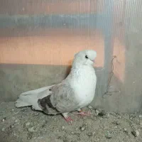 دوکت قنار|پرنده|محمدشهر, محمدشهر|دیوار