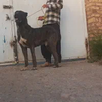 خراسانیگلهایونگهبان|سگ|بوئین زهرا, |دیوار