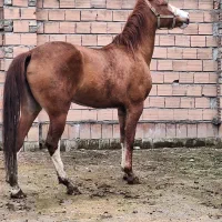 اسب مادیون ترکمن