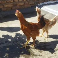مرغ و خروس