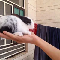 خرگوش