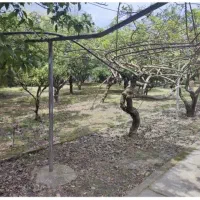 فروش-زمین-330متری-داخل-بافت-محدوده-شیرود-تمیجانک