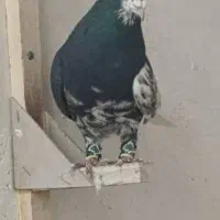 کفتر شهری راست سیاه