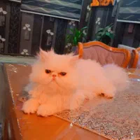 واگذاری گربه ی پرشین نر اصیل|گربه|صدرا-فارس, فاز ۱|دیوار