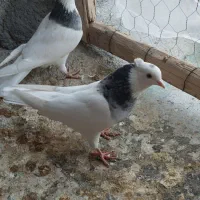 طوقی  سینه سیاه|پرنده|شهرضا, |دیوار