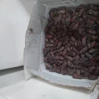 خرما ربی ارگانیک|خوردنی و آشامیدنی|بمپور, |دیوار