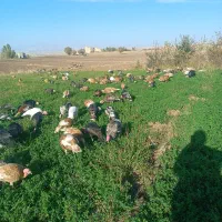 فروش بوقلمون زنده|حیوانات مزرعه|قصابه, |دیوار