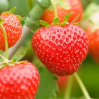 نهال توت فرنگی مشهد