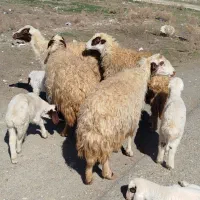 گوسفند میش بره